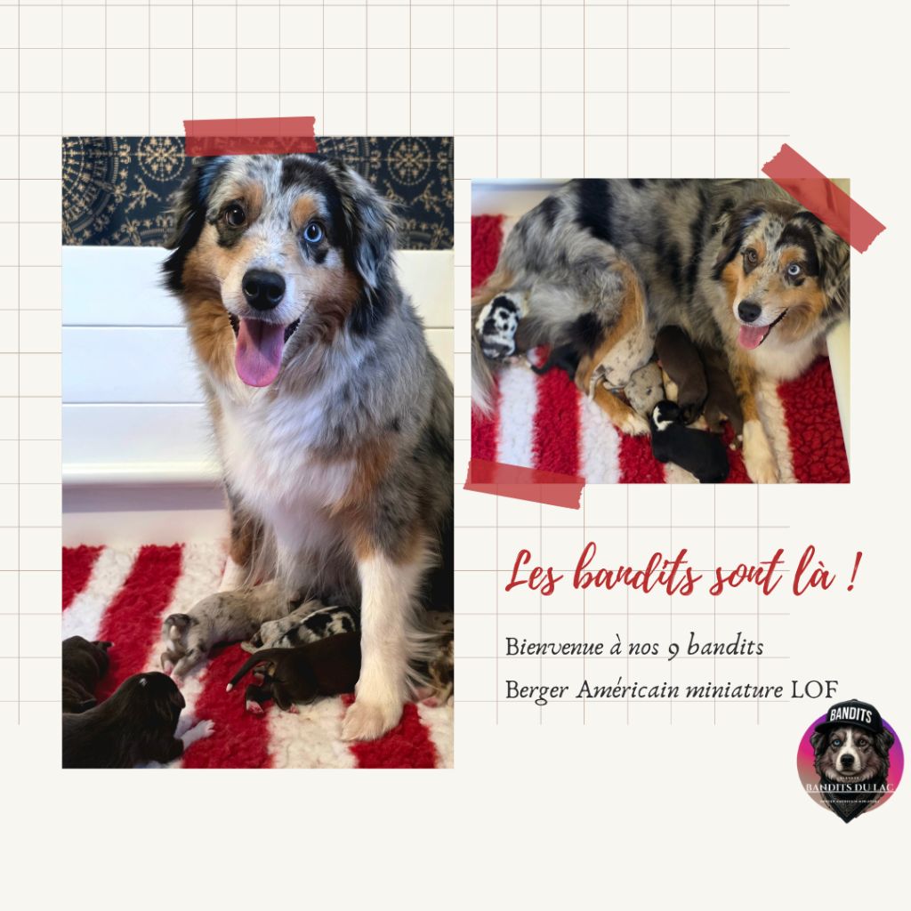 Les bandits sont arrivés... 