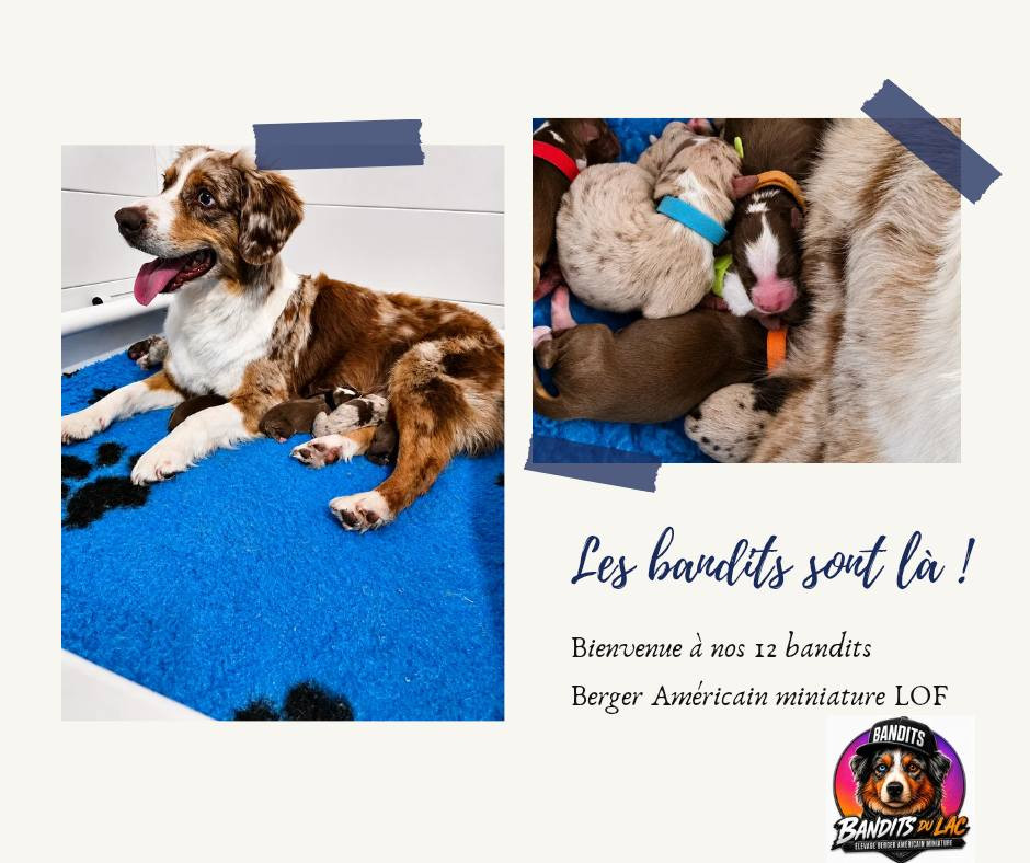 Chiot Berger Américain Miniature  Des Bandits Du Lac