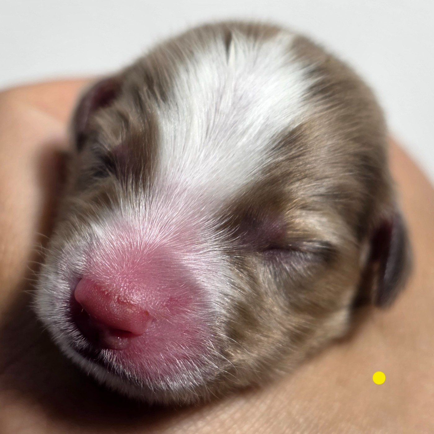 Des Bandits Du Lac - Chiots disponibles - Berger Américain Miniature 