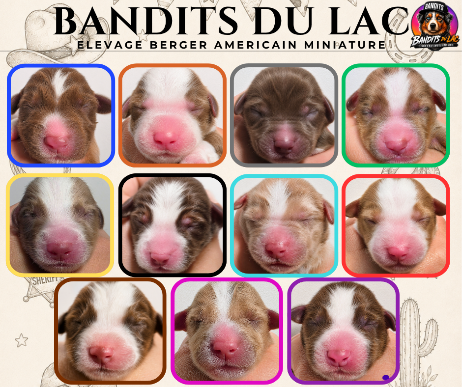 Chiot Berger Américain Miniature  Des Bandits Du Lac