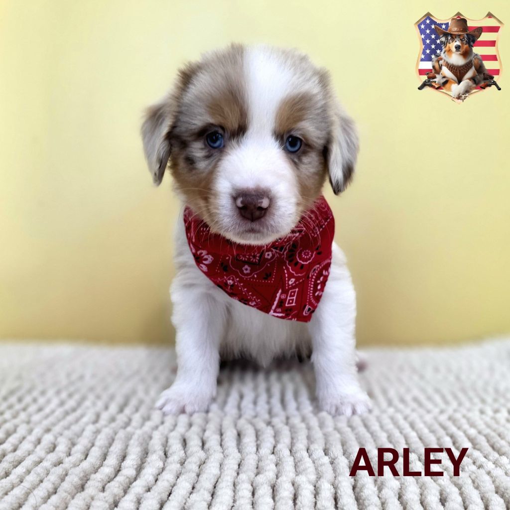 ARLEY