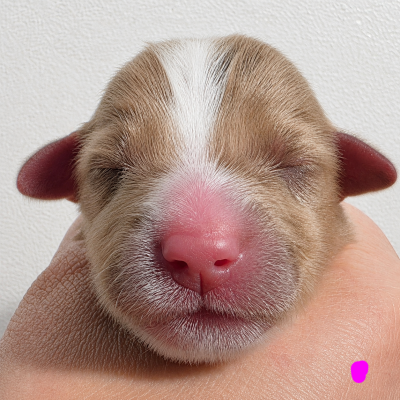 CHIOT 1 ROSE