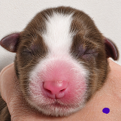 CHIOT 2 VIOLET