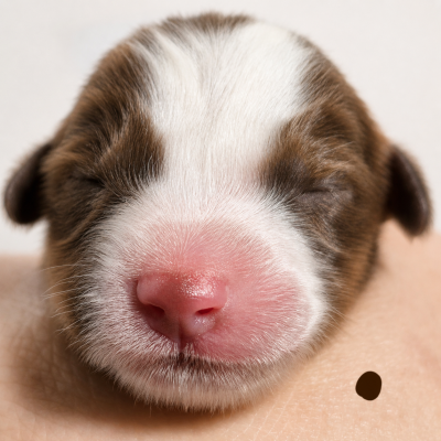 CHIOT 4 MARRON