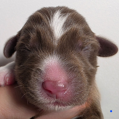 CHIOT 5 BLEU