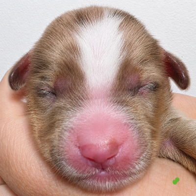 CHIOT 6 VERT