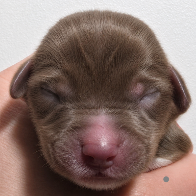 CHIOT 9 GRIS