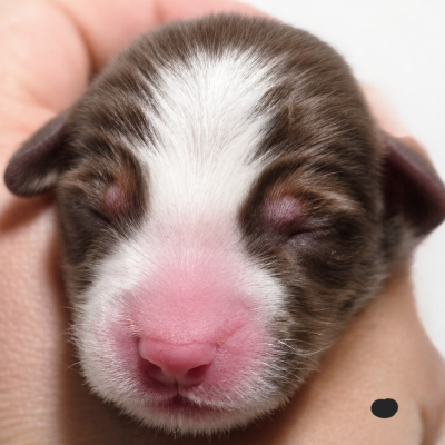 CHIOT 10 NOIR