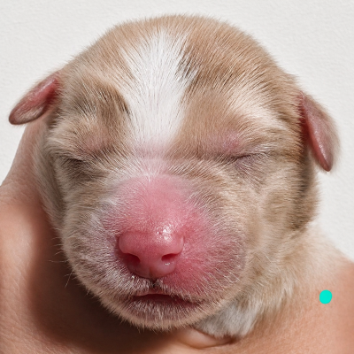 CHIOT 11 TURQUOISE